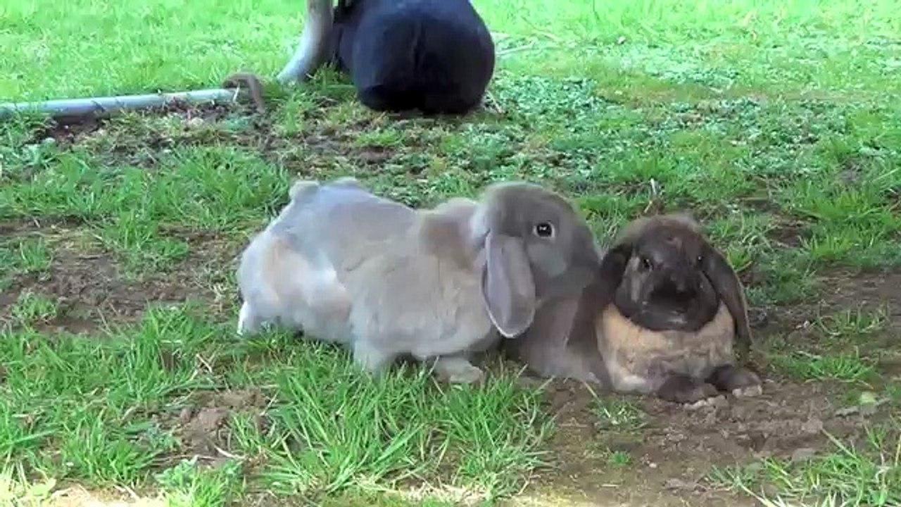 Funny Rabbit Binkies