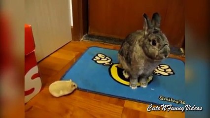 Bunny and Hamster Love Videos Compilation 2016