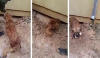 A Dog saves her from drowning puppy fetching it under a house