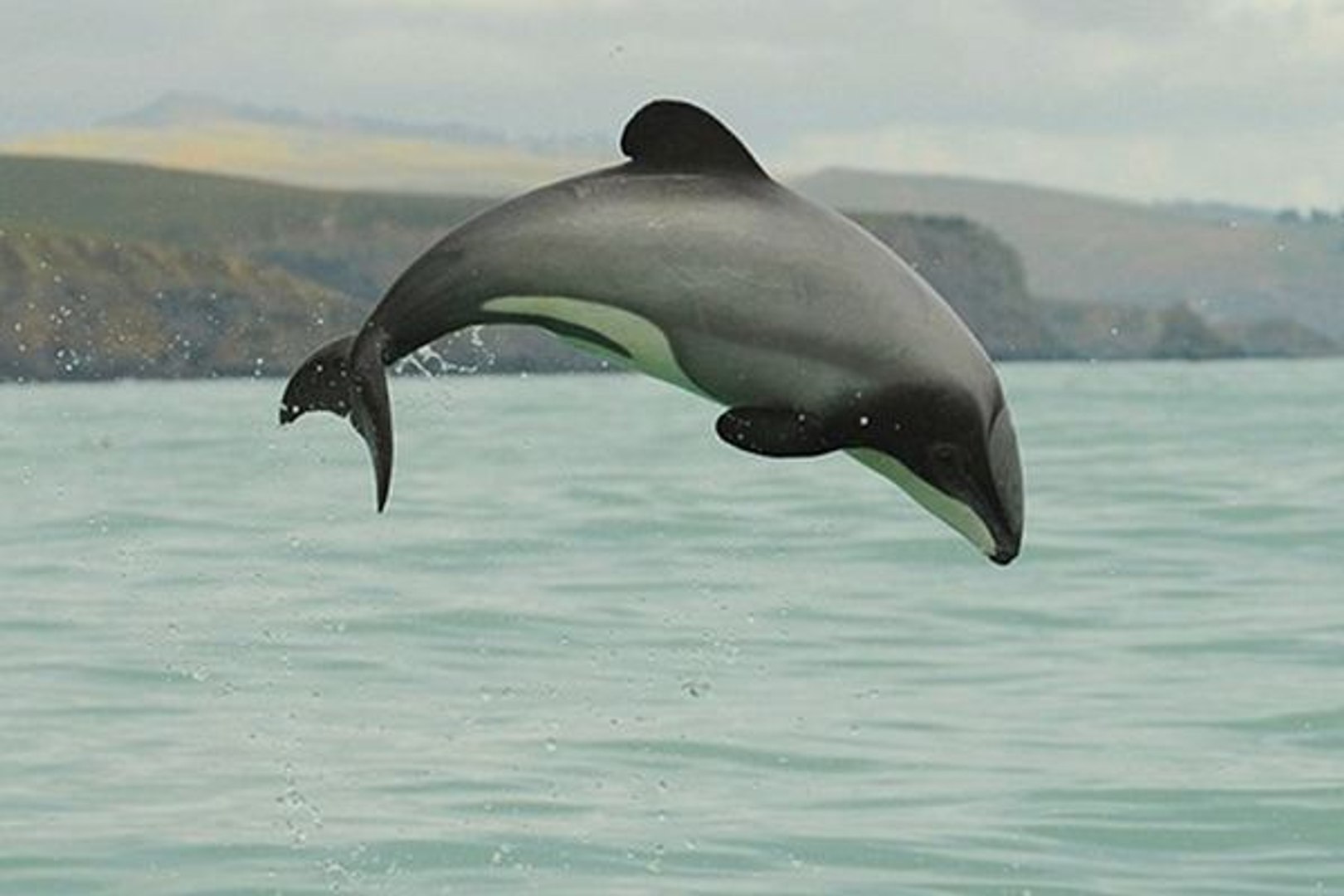 ⁣Top 10 Most Endangered Species In New Zealand