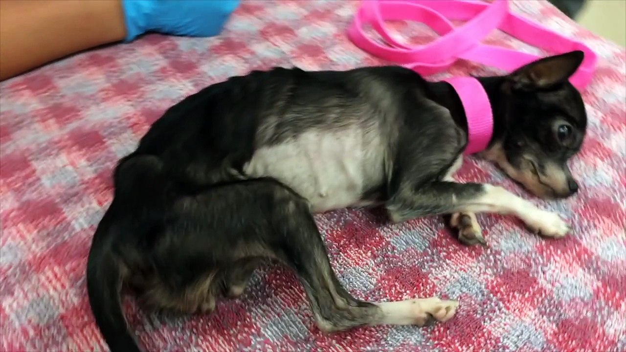 Le propriétaire de cette chienne a refusé le traitement & l'a volée à l'hôpital. Puis c'est arrivé.