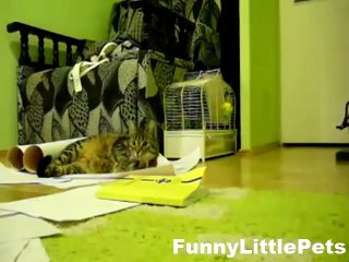 Funny Animal Video Funny Cat playing catch game