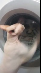 Funny Cat vs Washing Machine