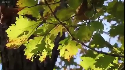 Amour, le fleuve interdit : Les sources sacrées - Du 15/09/2015