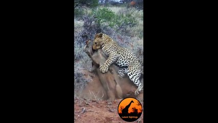 Leopard Kills Warthog in Burrow - Latest Wildlife Sightings