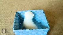 Fluffy Baby Kitten In A Blue Basket - Kitten Love