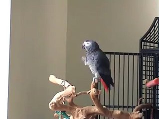 Parrot Whistle & Dance with Piano (Ollie)