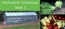 Hydroponic Greenhouse Vegetables - Week 3