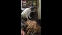Jealous puppy just can\'t accept cat\'s attention