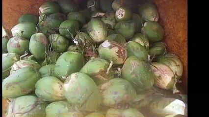 Honolulu Tree Services, HI (808-561-1000)