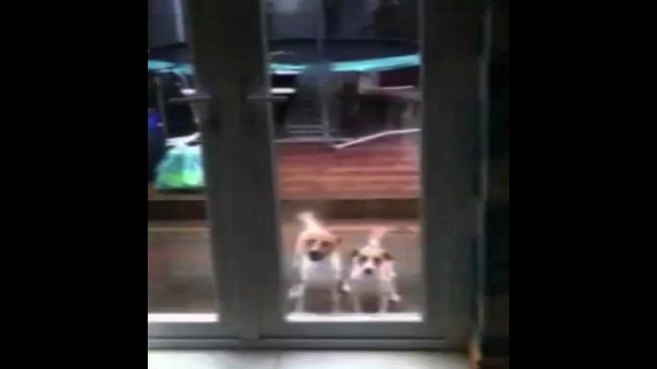 dogs are same