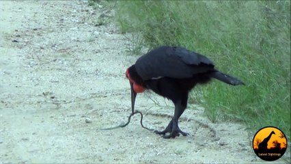 Ground Hornbill Catching a Boomslang Snake - Latest Wildlife Sightings
