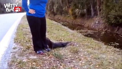 Top 5 of Funny Playful Otters! - Compilation (2016 | HD)