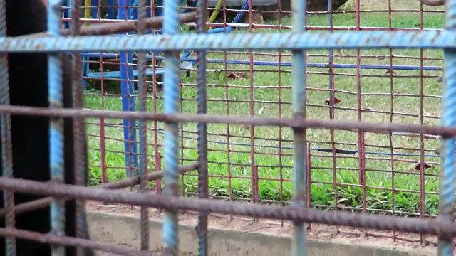 Asian funny panda funniest animals videos 2016 Funny Videos Viral