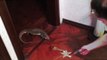 Savannah monitor RUN | Reptile | Funny animals |