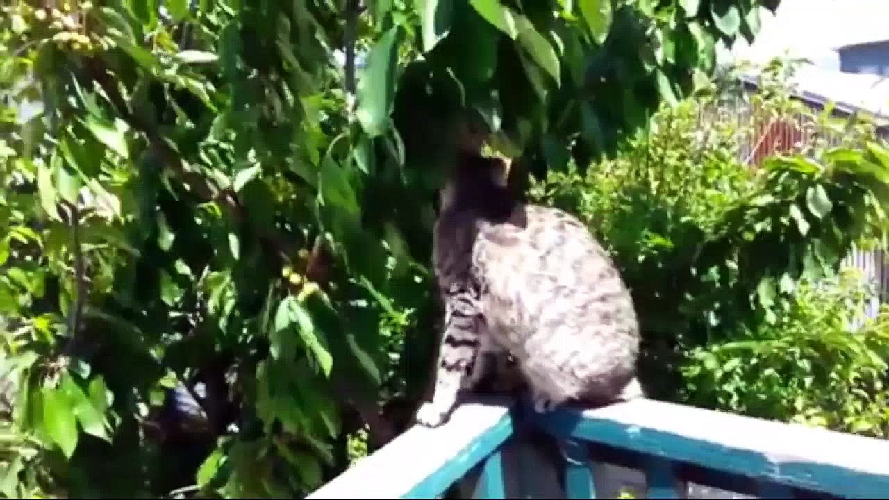 Best Funny Animals Compilation Ep 7 - NEW Funny, Fail and Cute Animal Vines Videos 2016