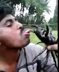 Funny animals compilation 2016 try not to laugh with  this guy ★ By Funny videos clips