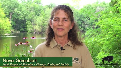 Kecil Orangutan Update