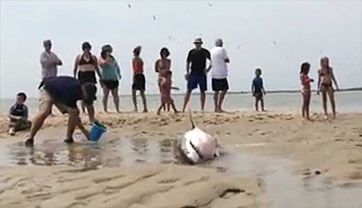 Sauvetage d’un requin