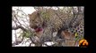 Leopard In Tree With A Kill, Hyena Underneath - 1st September 2013 - Latest Sightings