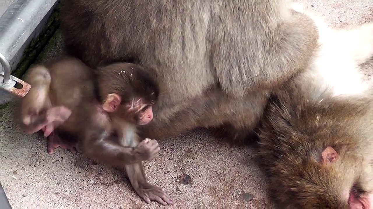 Baby Monkey. 赤ちゃん猿（顔アップ）（釧路動物園）