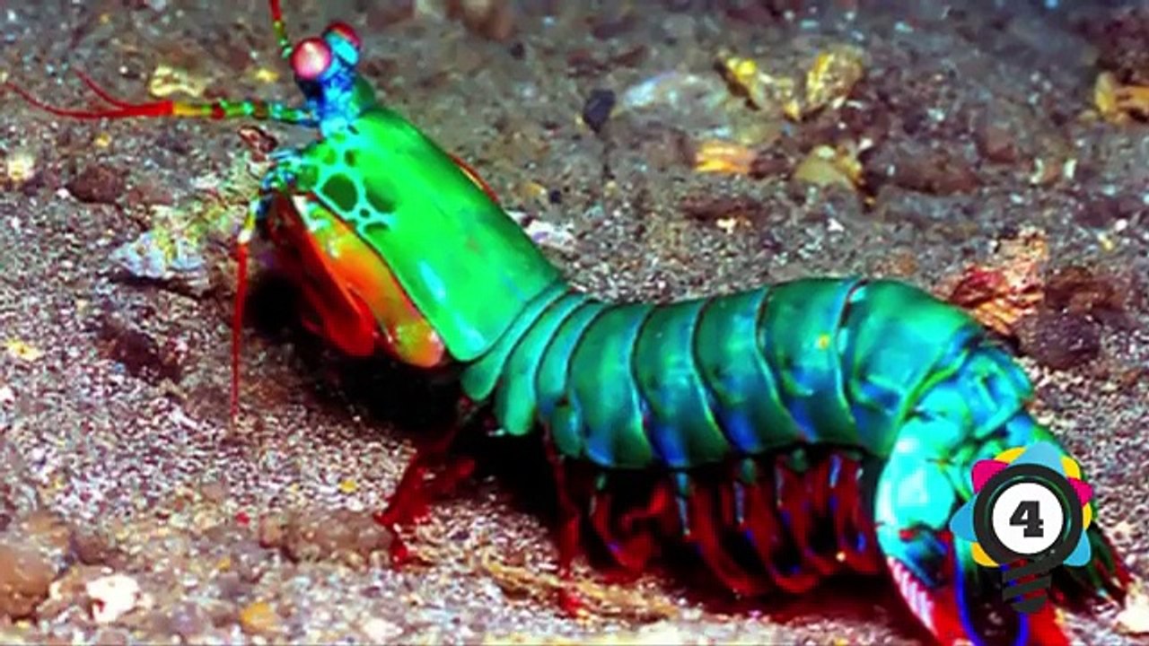 EXTREMELY CREEPY Deep Sea Creatures