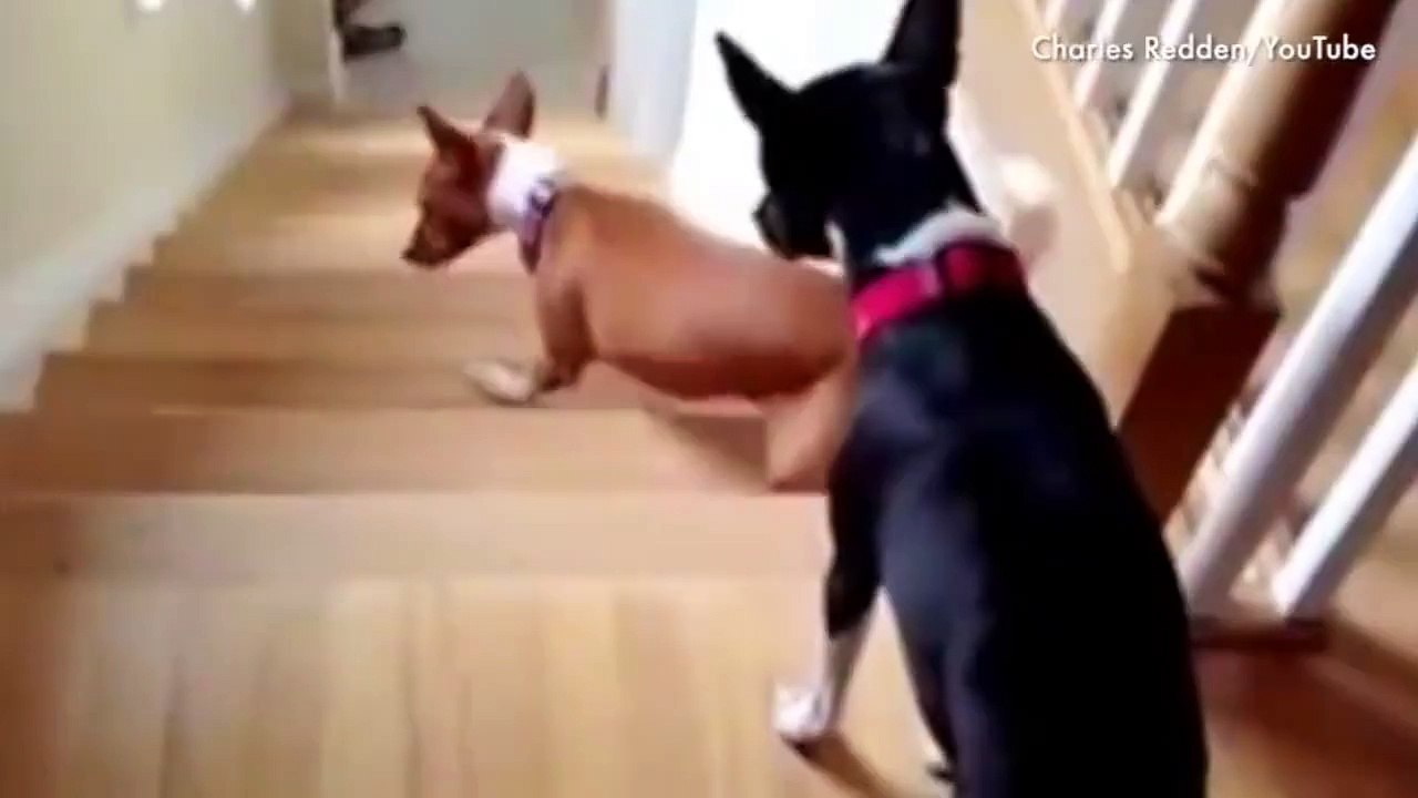 Dogs who can't figure out stairs