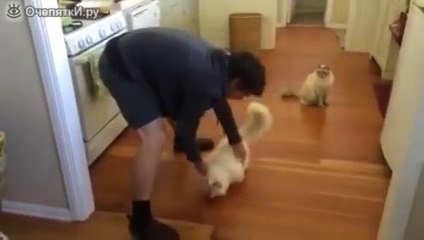 котик любит кататься