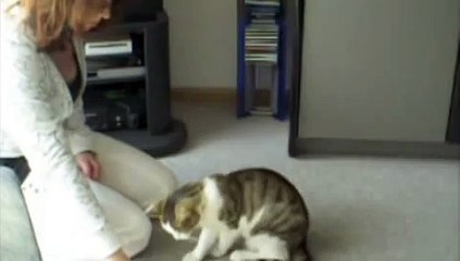 Clickertraining with Cat