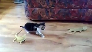 kitten vs chameleon