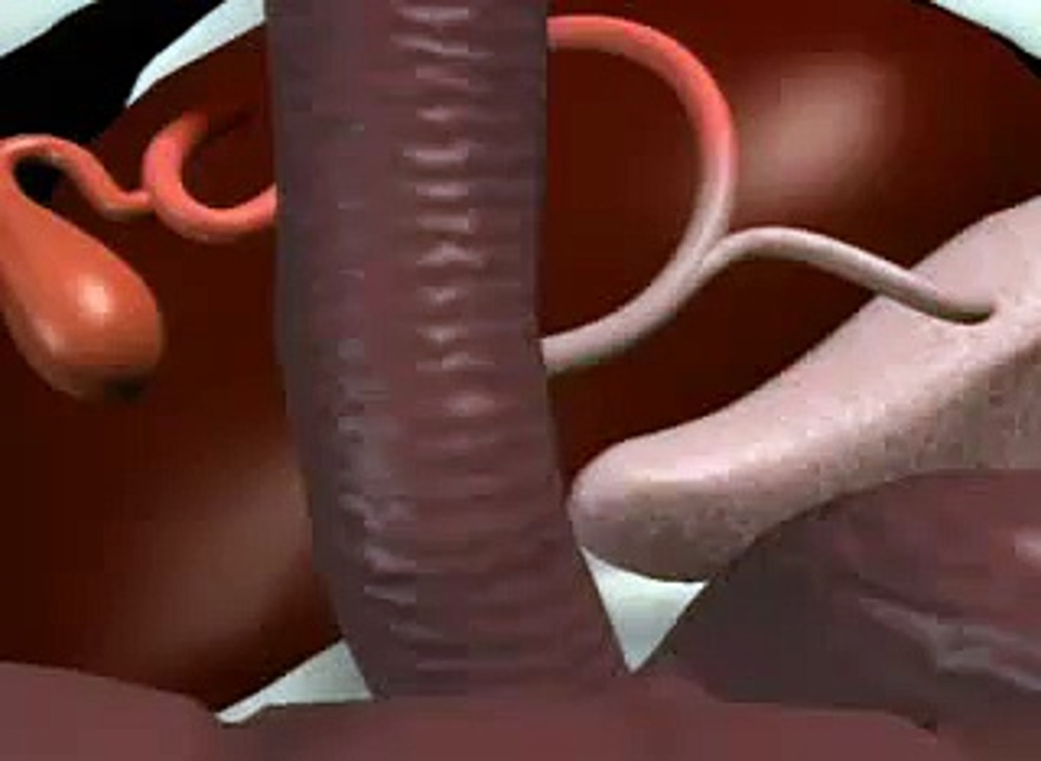 ⁣Watch The Liver and Pancreas System Working