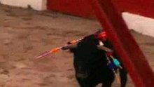 Bull Fighting