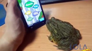 Pacman Frog catch some touch screen bugs.