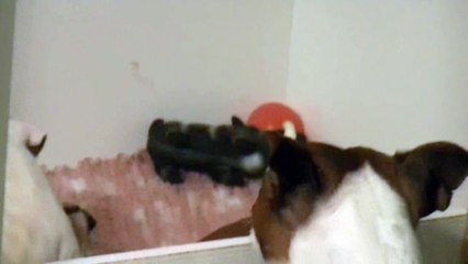 67ème vidéo La maman et ses chiots de STAFFORDLAND