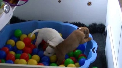 68ème vidéo Le bac à boules et les chiots de STAFFORDLAND