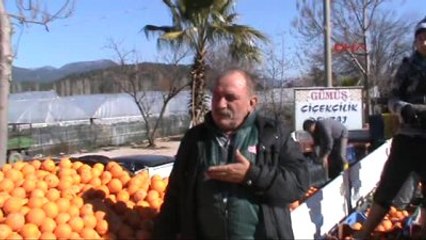 Ortaca - Don Narenciye Üreticisini Vurdu
