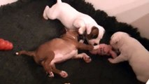 70ème vidéo Les chiots jouent tranquillement à STAFFORDLAND