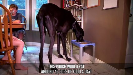 Abnormally Large Animals That Are Actually Real