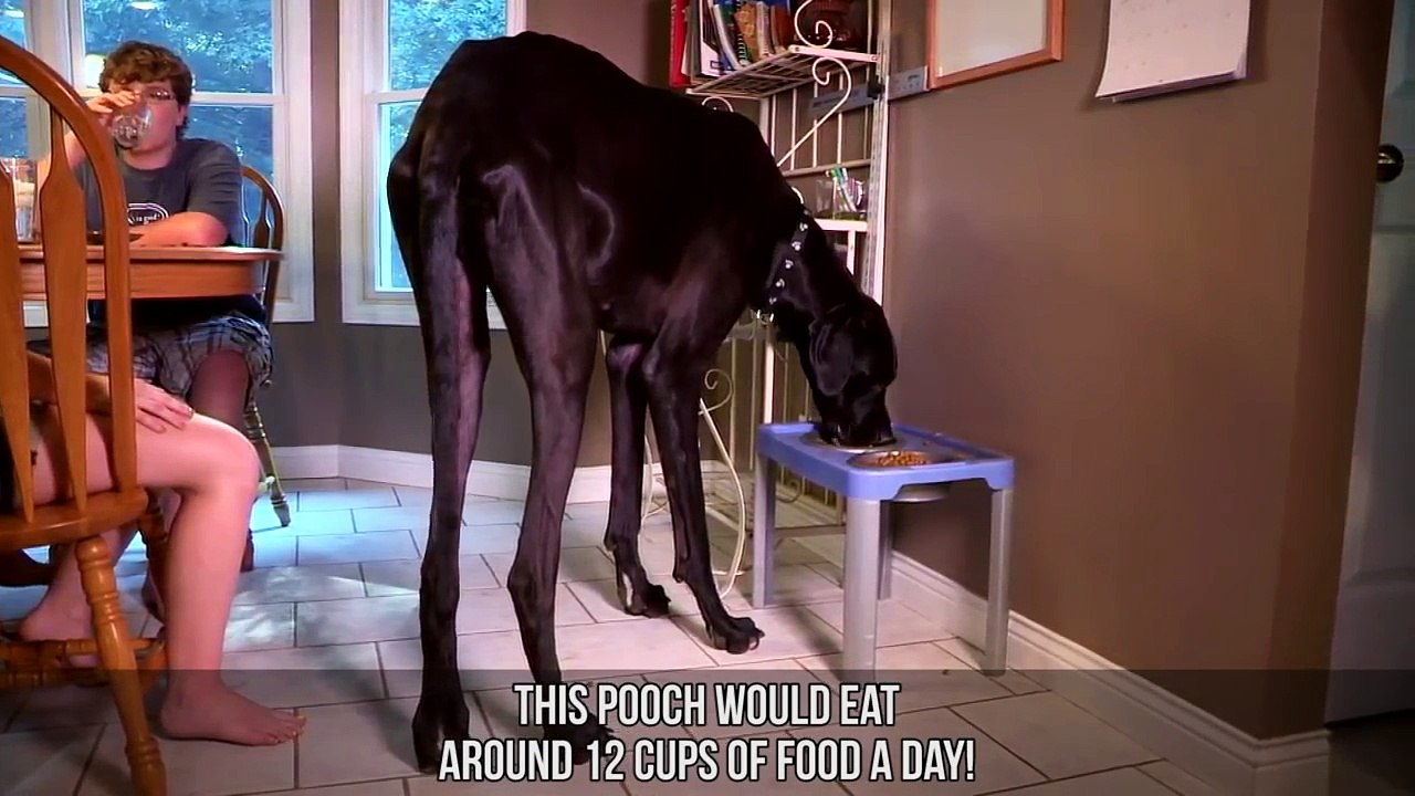 Abnormally Large Animals That Are Actually Real