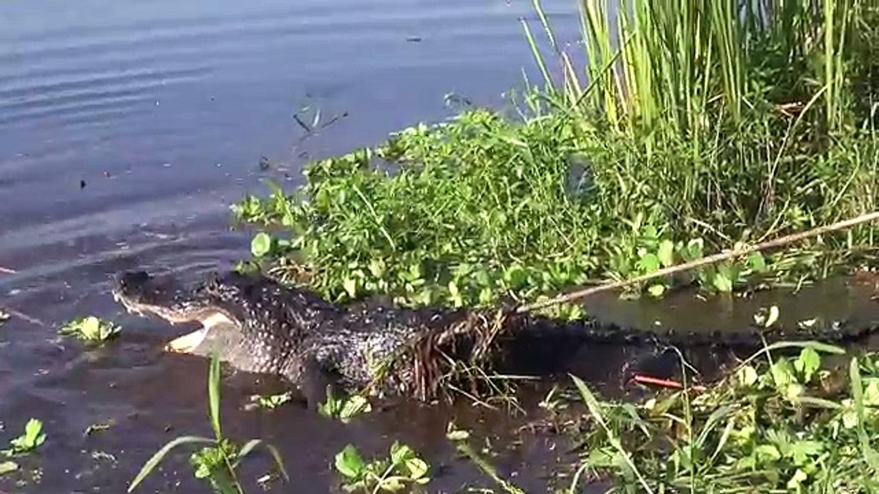 Top Ten Most Popular Fishing Video Clips