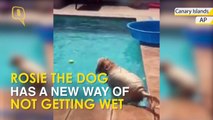 This Clever Dog has Found a New Way to Stay Out of Water