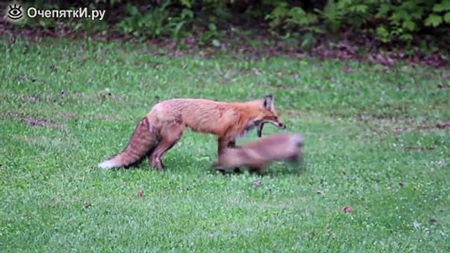 Лисята играют с мамкой