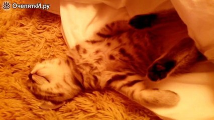 Котёнок спит, как убитый