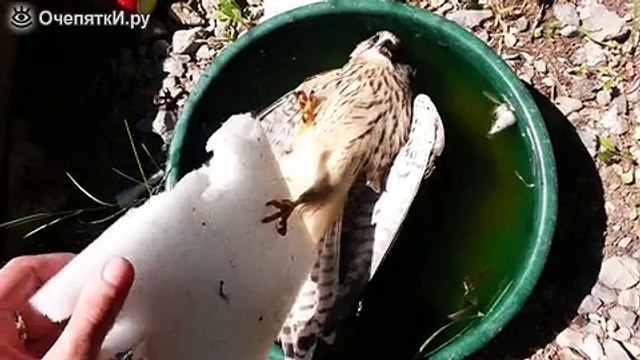 Непотопляемая птица