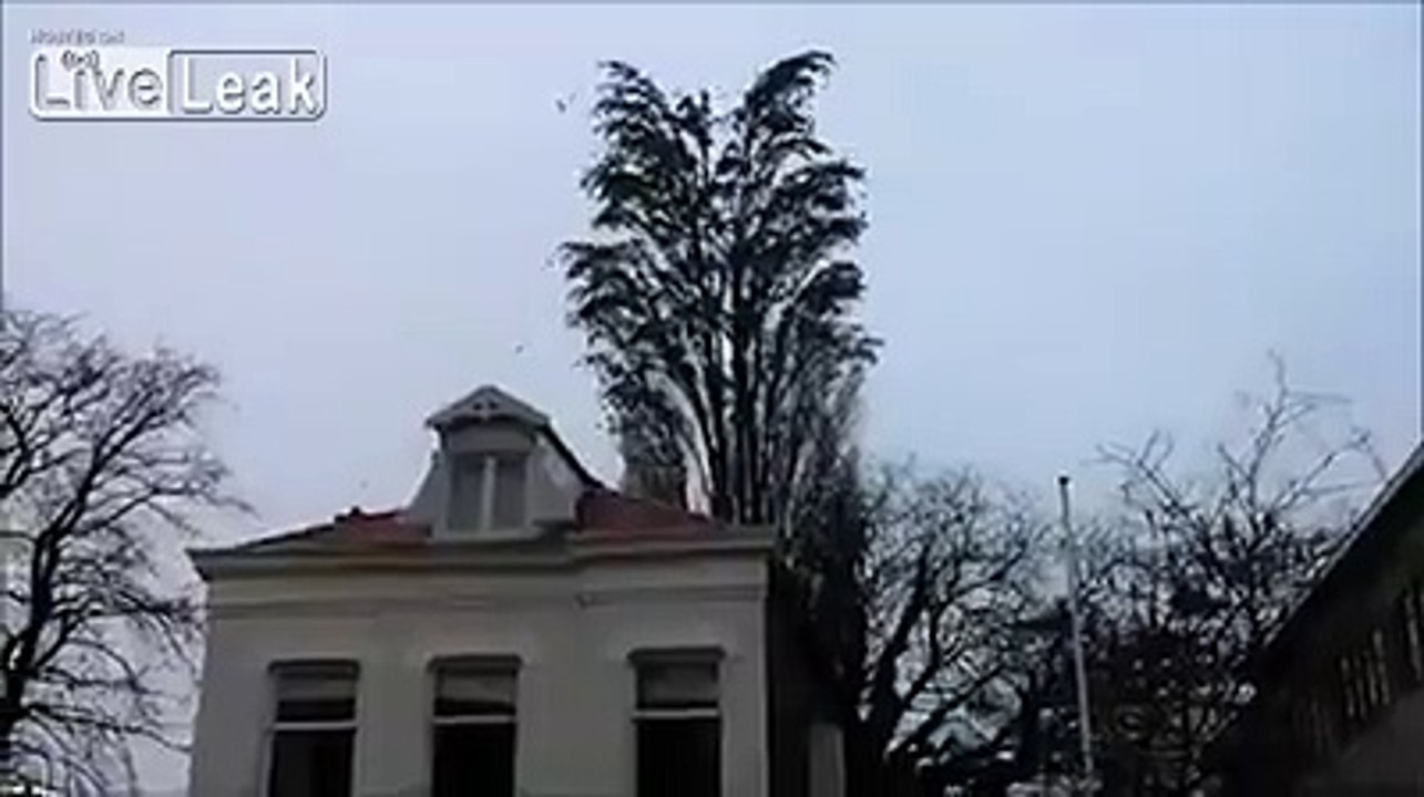 Ağaçta ne Çok Kuş varmış..