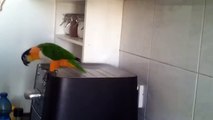 He Wanted His Parrot To Talk. But He Never Expected It To Do THIS