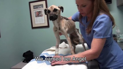 Dog Purposely Starved Near To Death Finds Will To Live