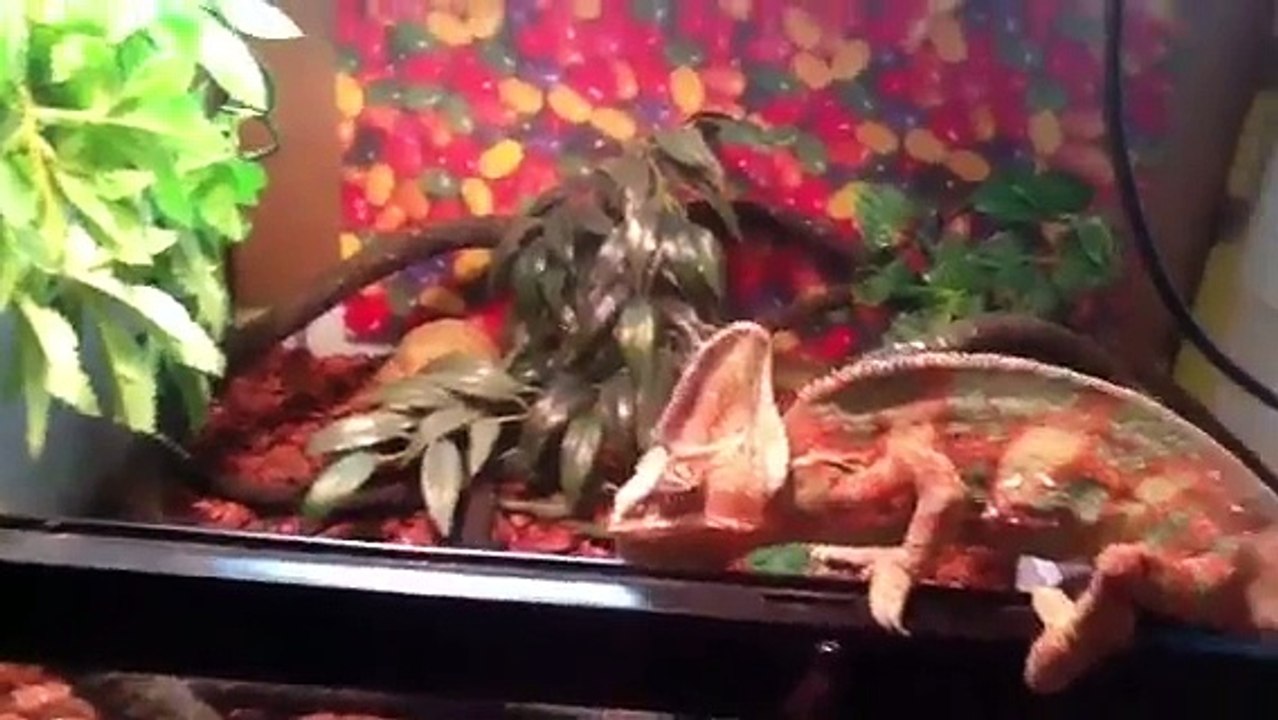 Veiled chameleon care guide. Part 2