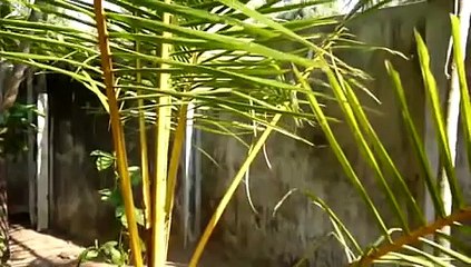 WhatsApp Funny Videos Which Will Make You Laugh - NonSenseUnlimited (176)