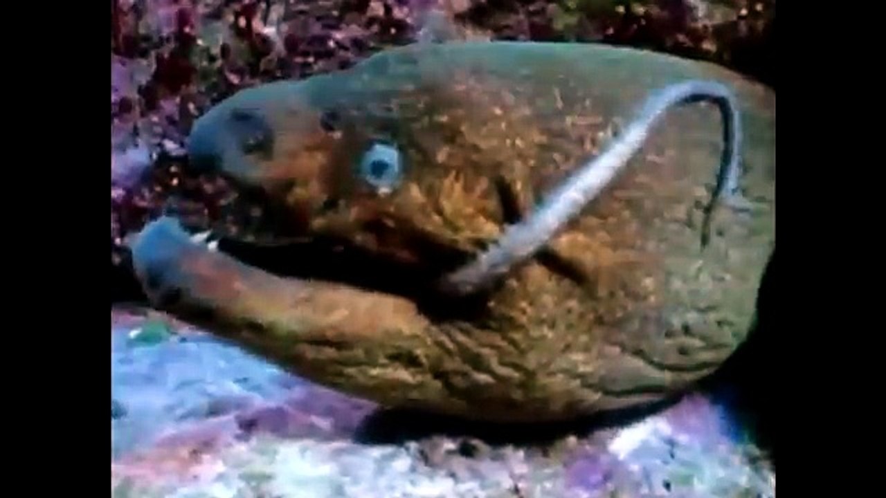 МУРЕНА НАПАЛА НА ОСЬМИНОГА